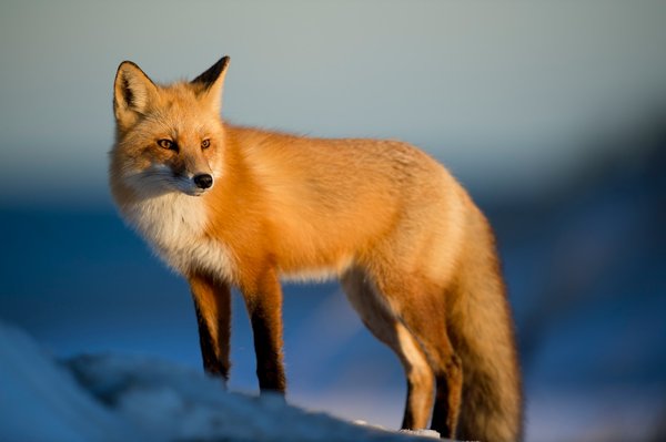 Comment définir l'animal ?