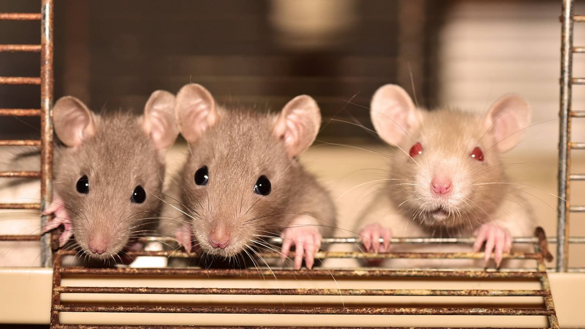 Dératisation à Grenoble : comment les rats envahissent les maisons ?